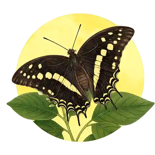 Black Rajah preview