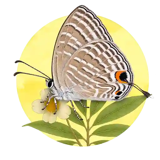 Common Cerulean preview
