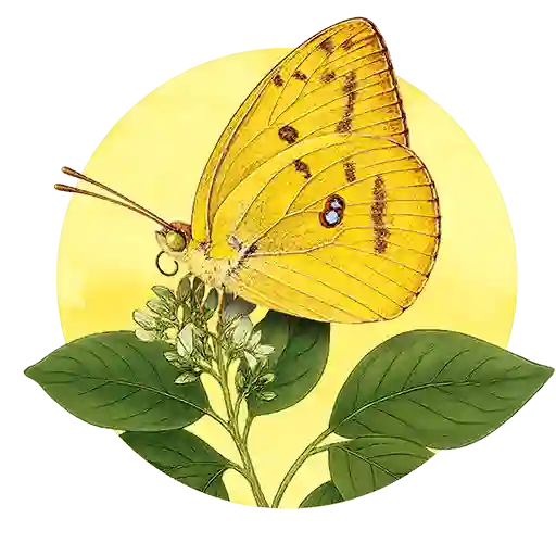 Common Emigrant preview