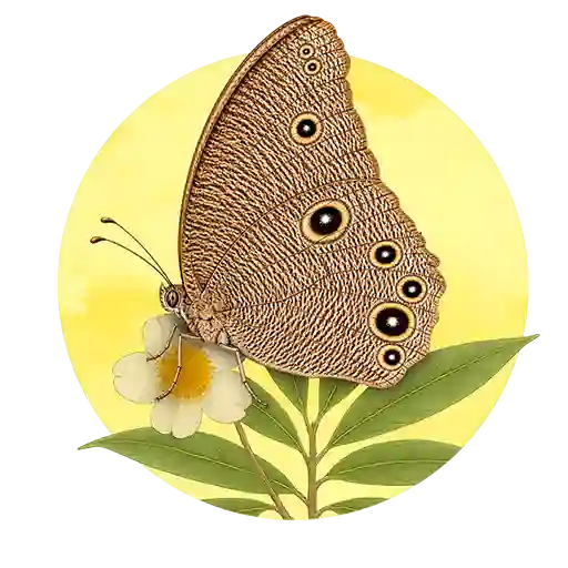 Common Evening Brown preview
