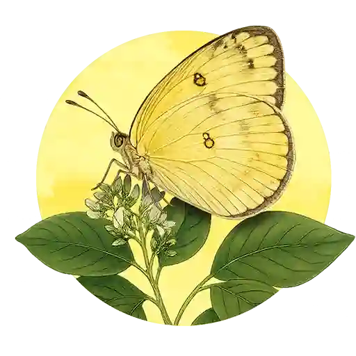 Common Grass Yellow preview
