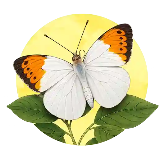 Great Orange Tip preview
