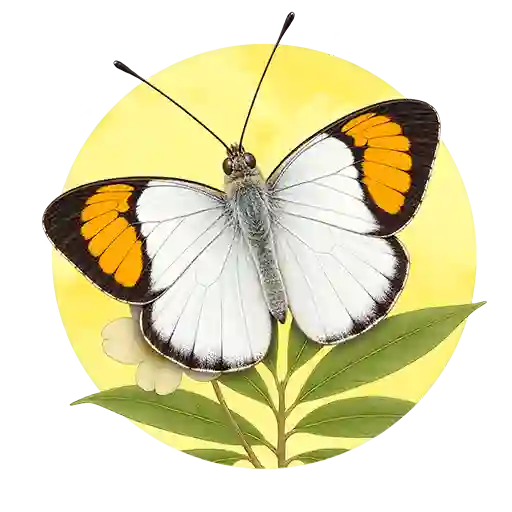 White Orange Tip preview
