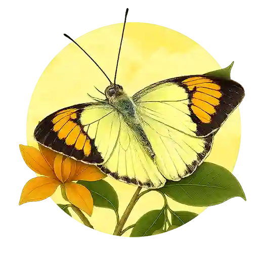 Yellow Orange Tip preview