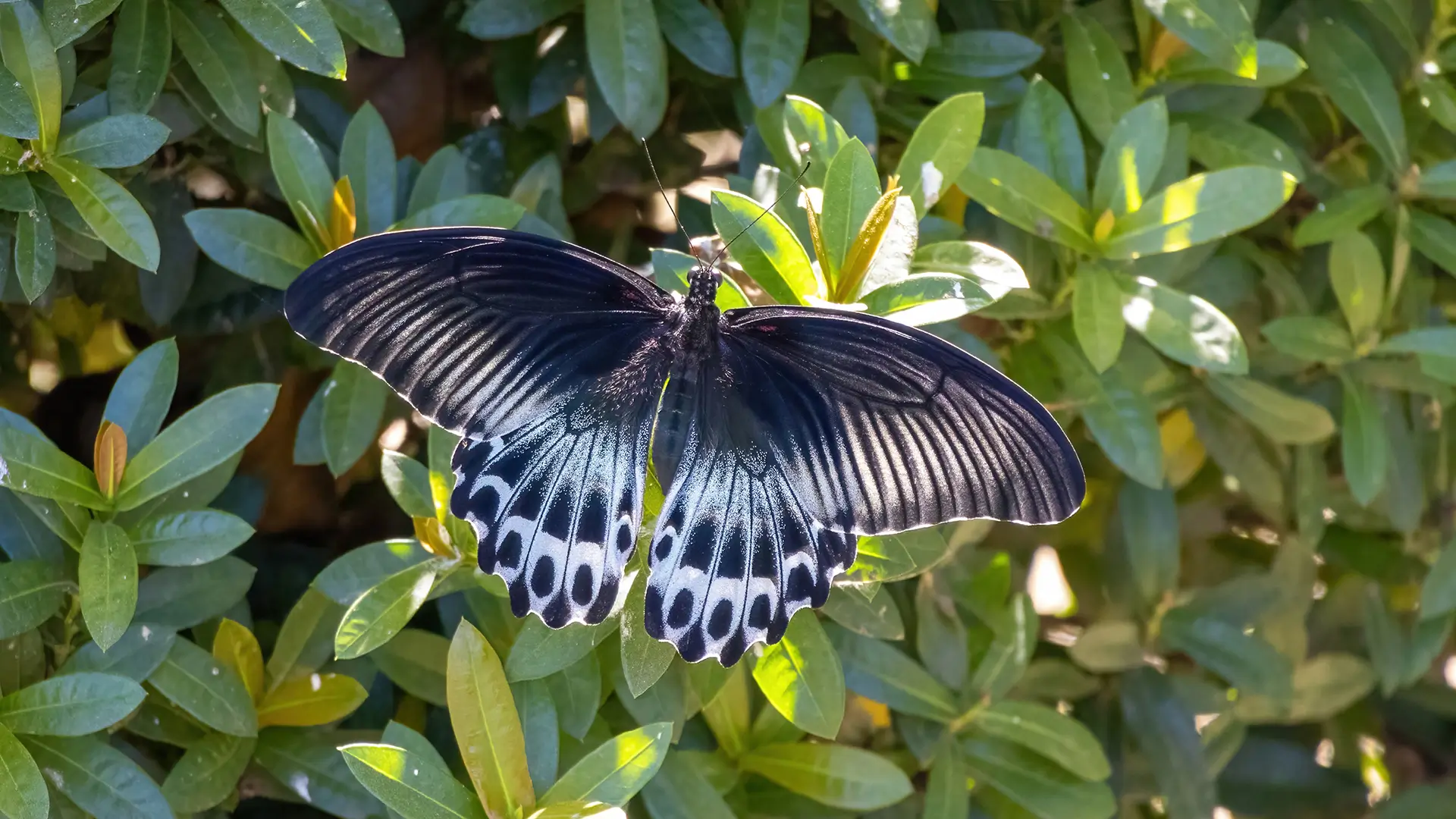 Blue Mormon