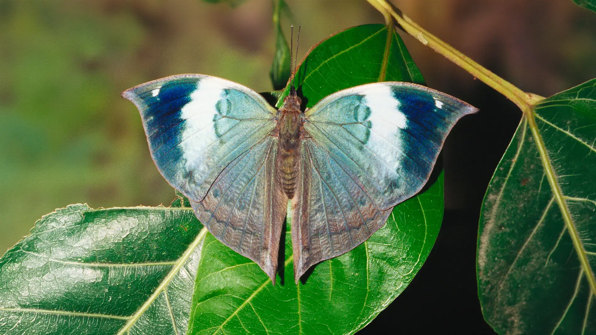 Blue Oakleaf