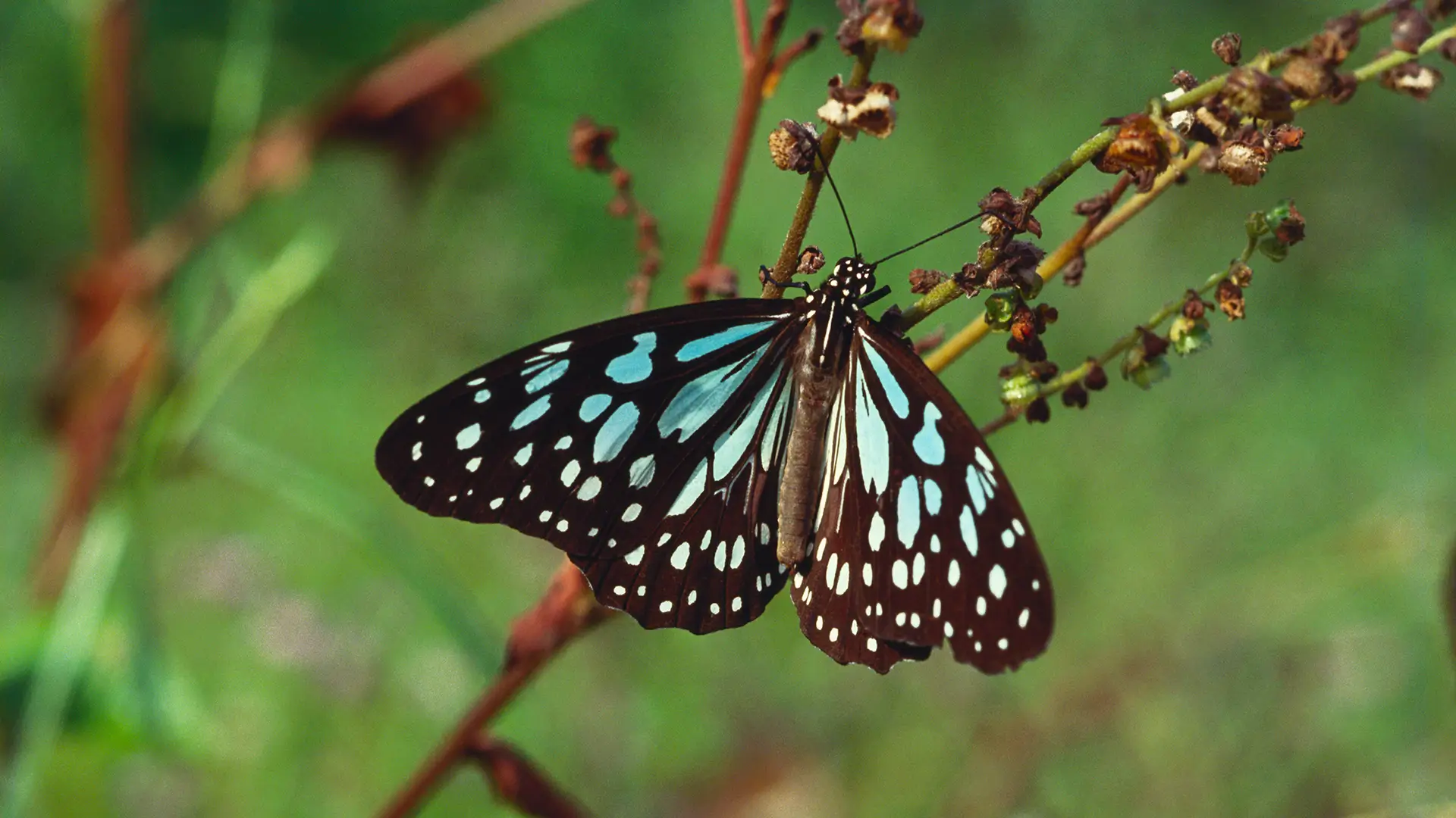 Blue Tiger
