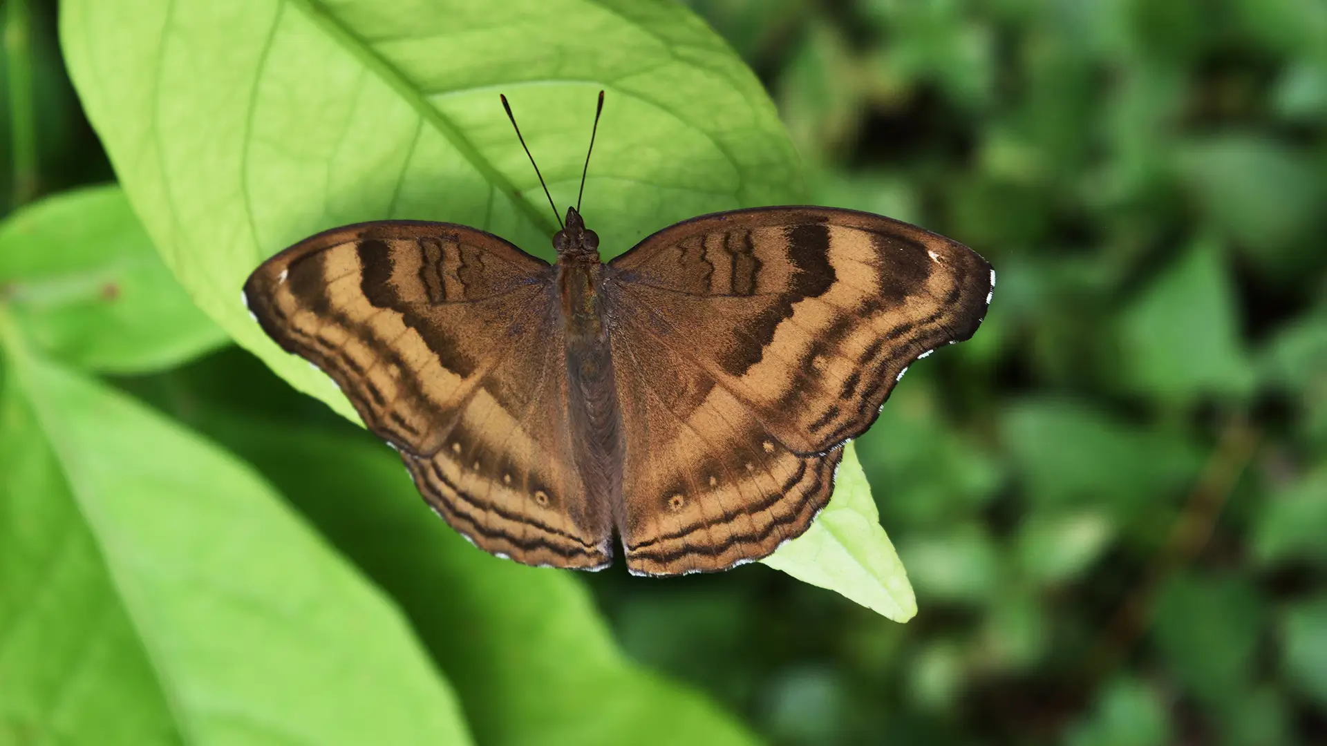 Chocolate Pansy