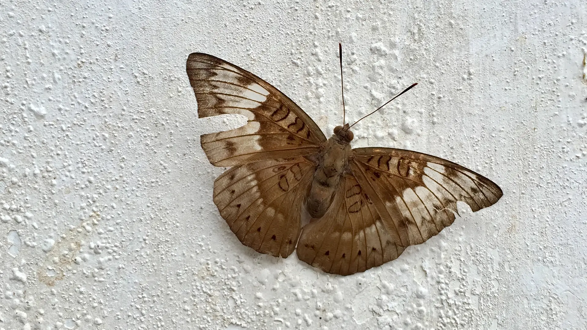 Common Baron