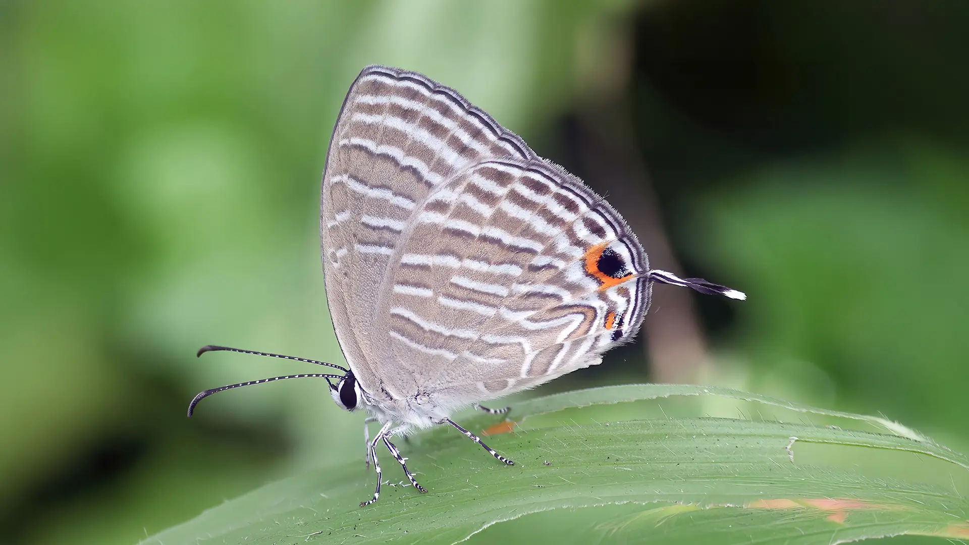 Common Cerulean