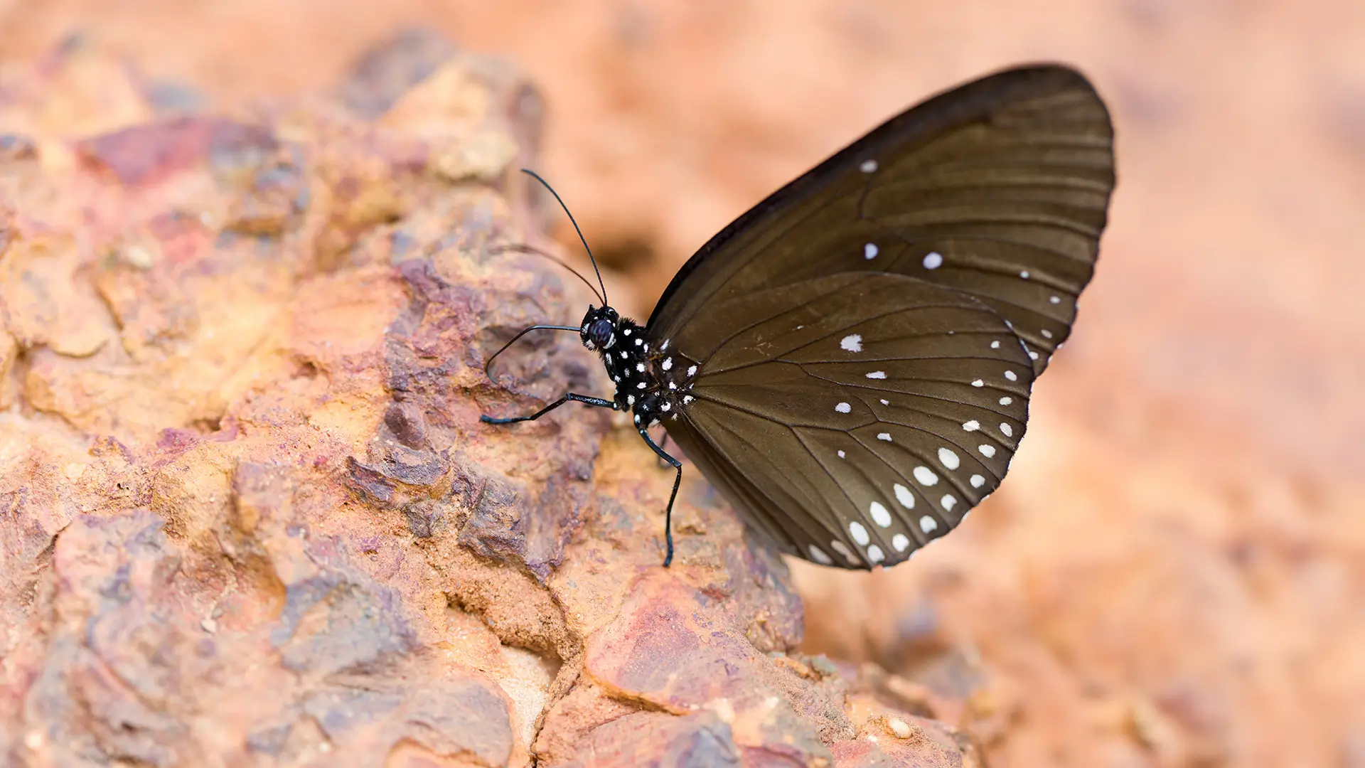 Common Crow