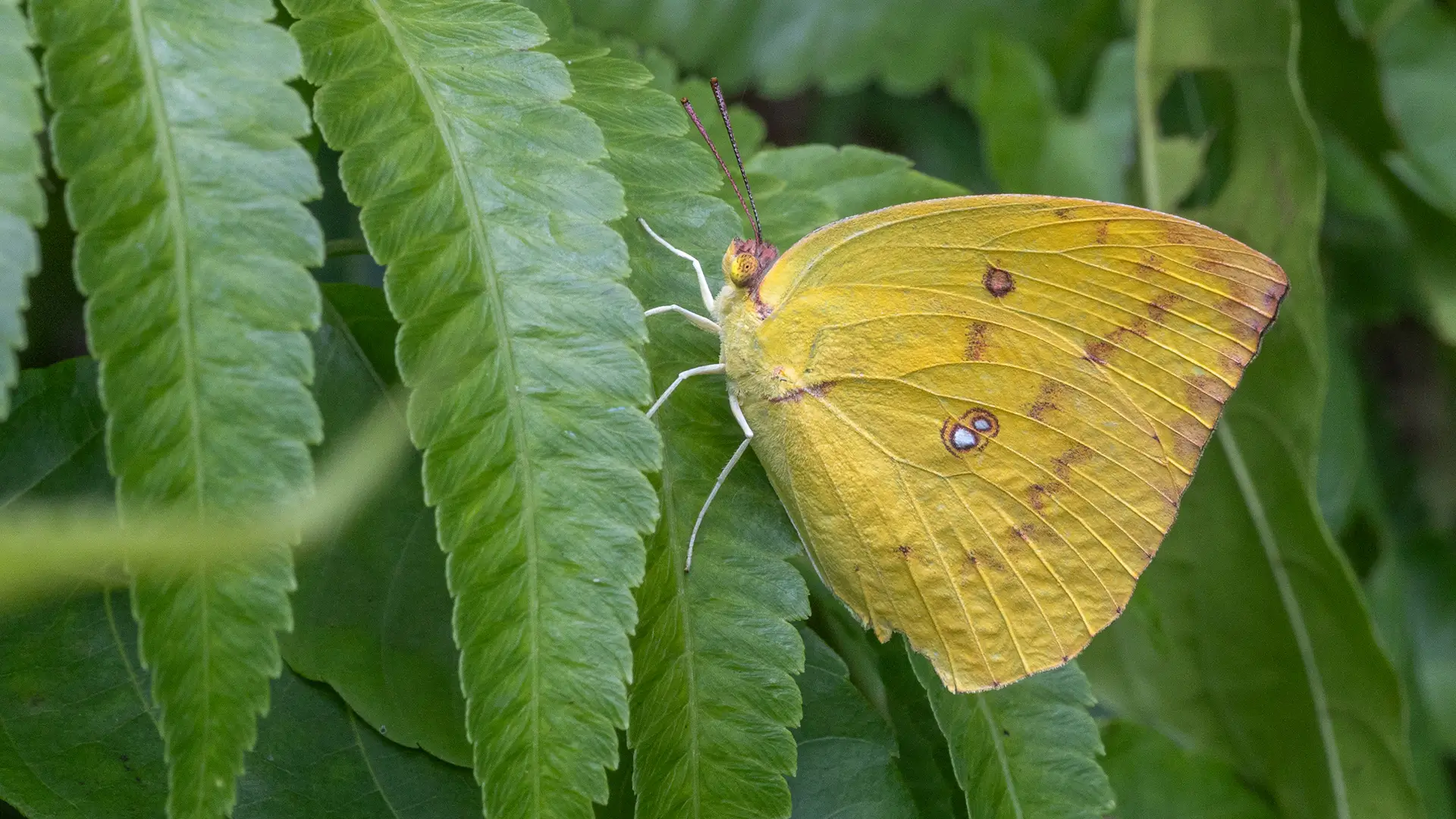 Common Emigrant