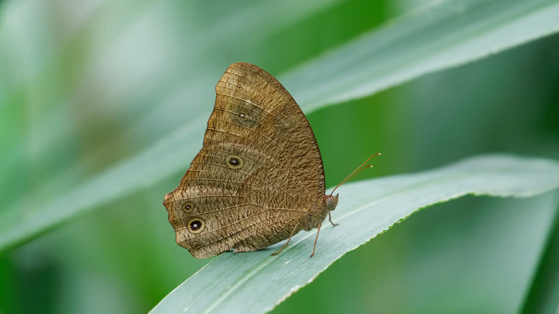 Common Evening Brown