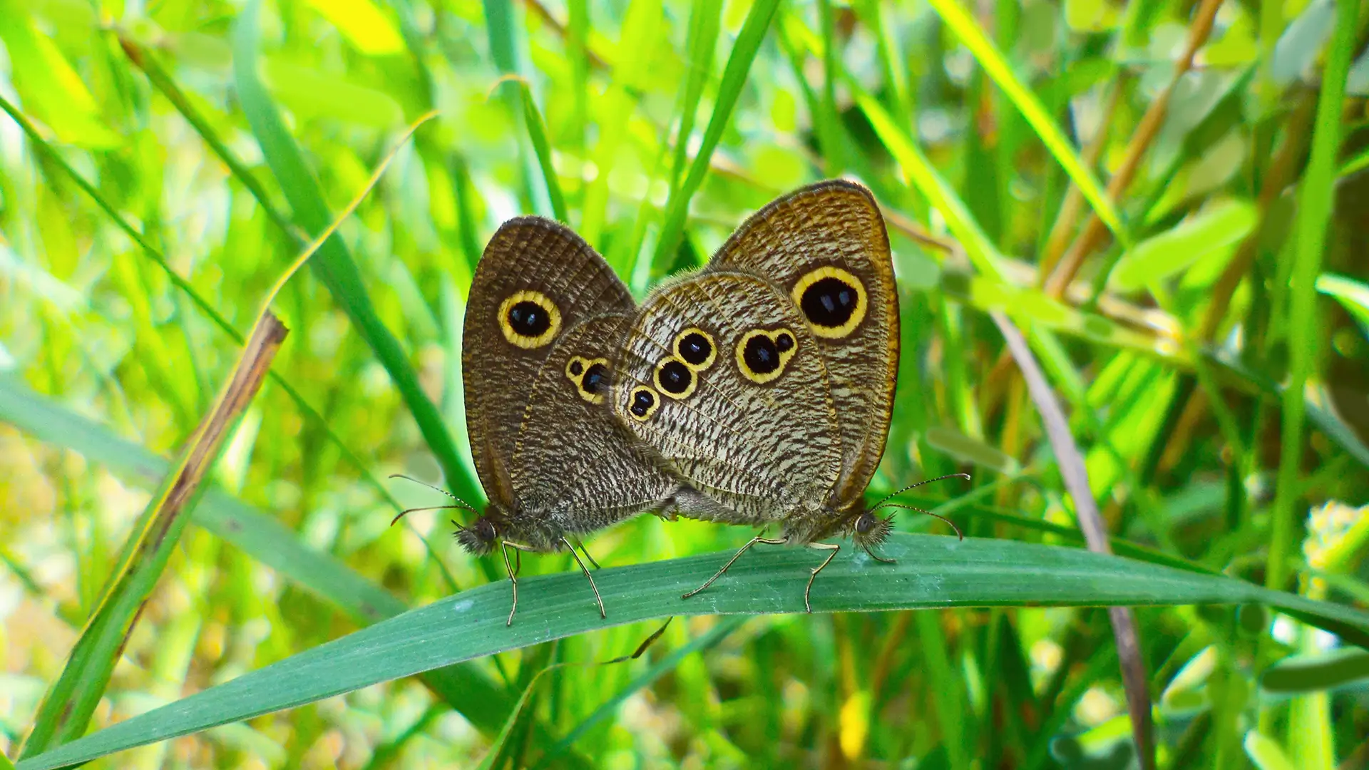 Common Five-ring