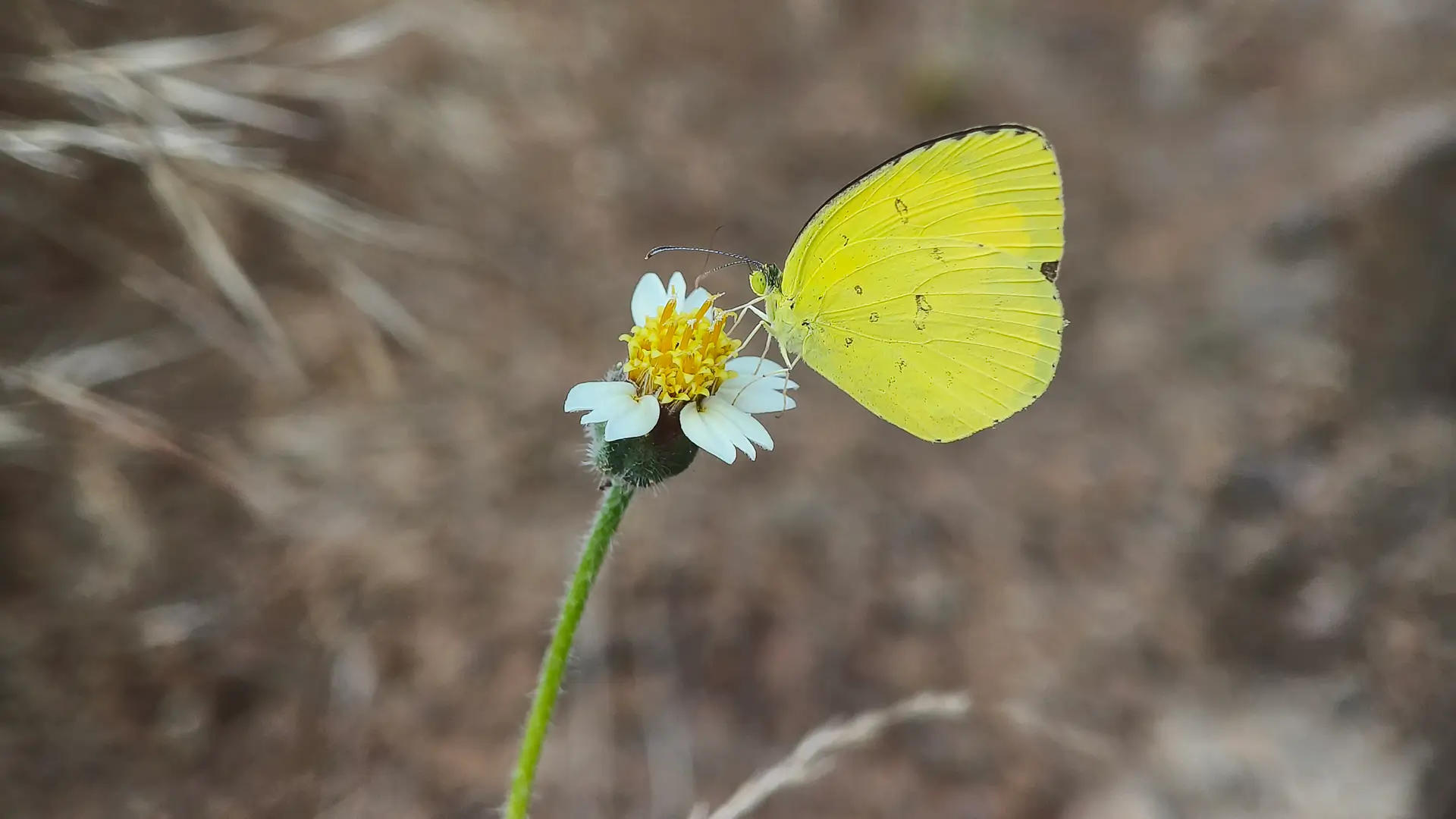 Common Grass Yellow