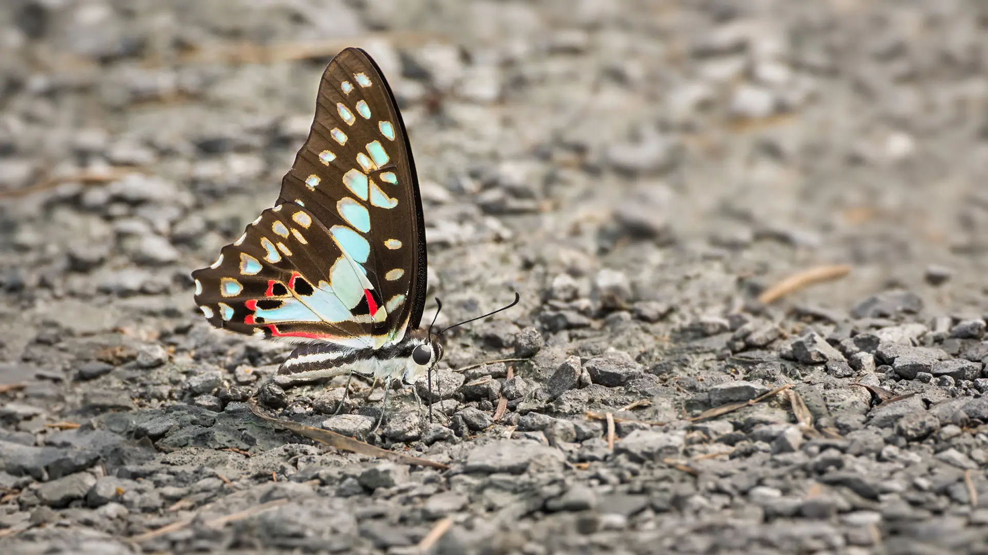 Common Jay