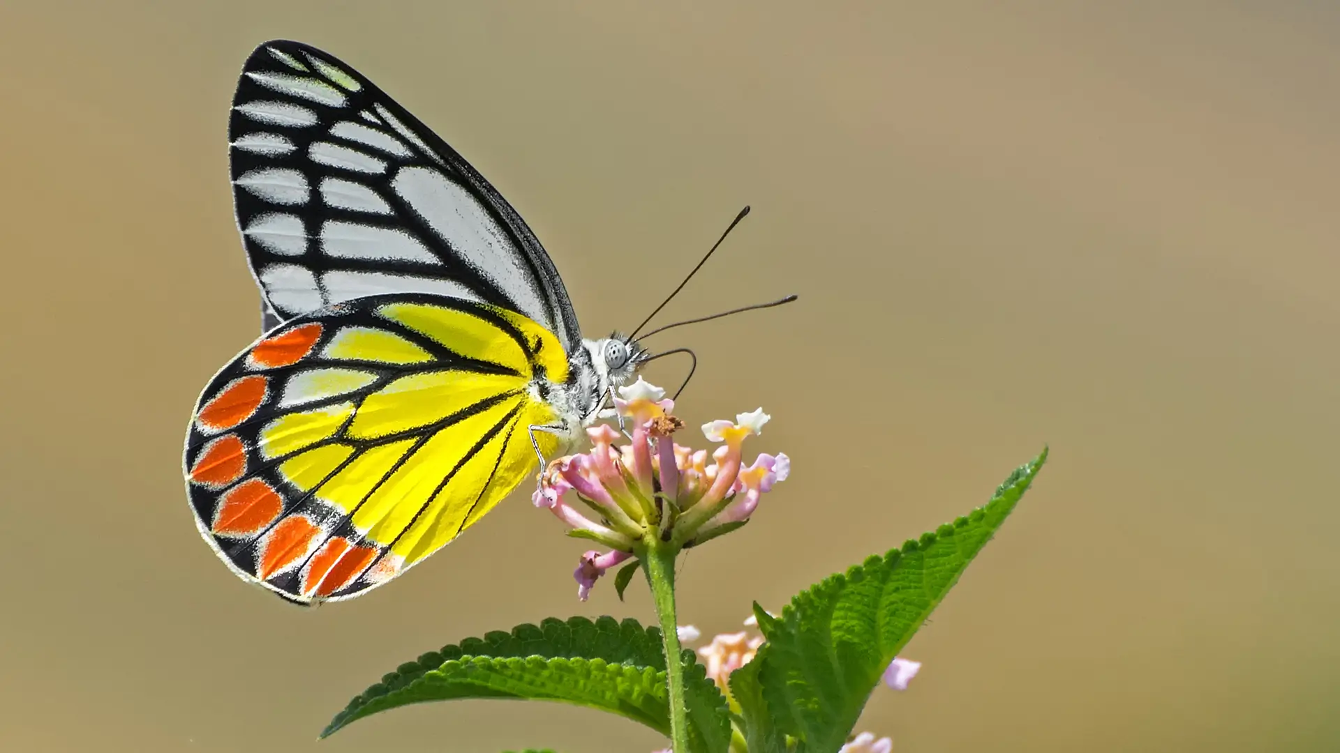 Common Jezebel