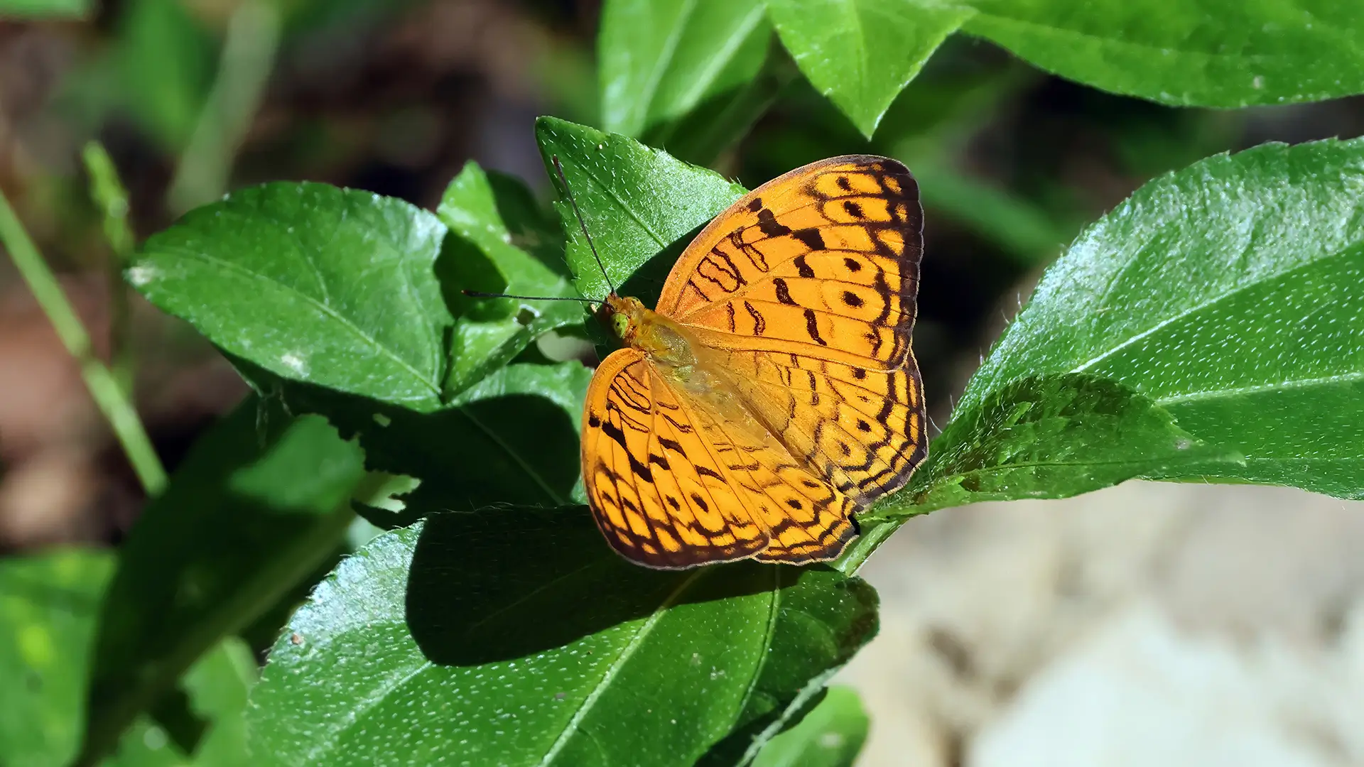 Common Leopard