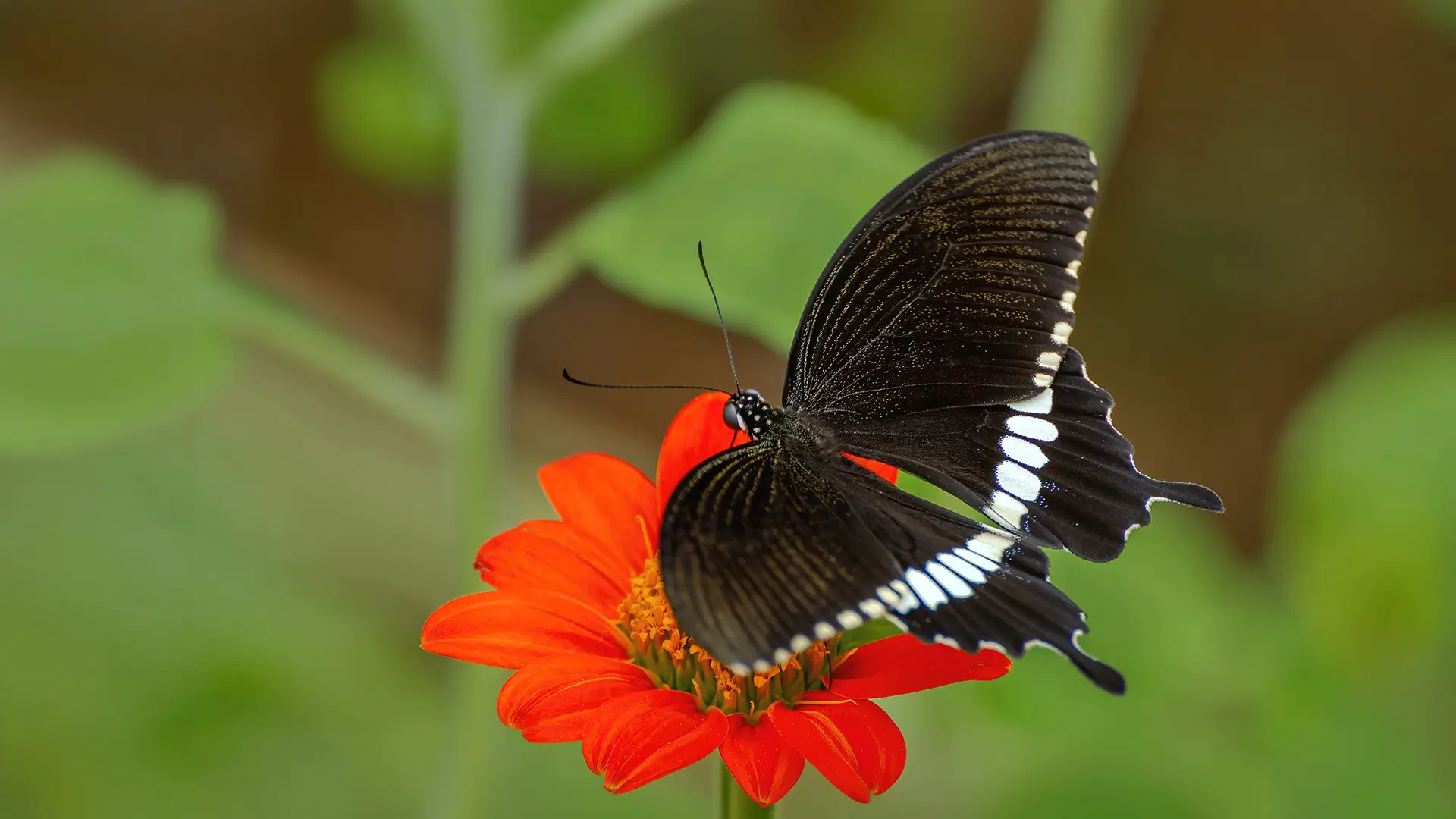 Common Mormon
