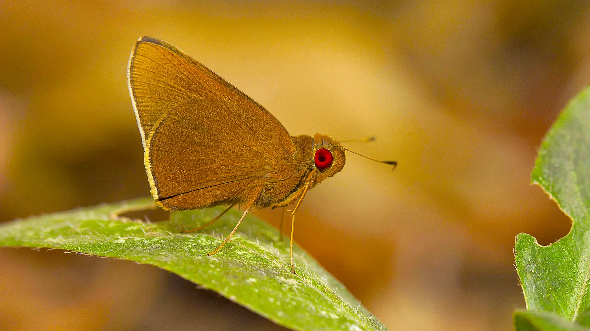 Common Red eye