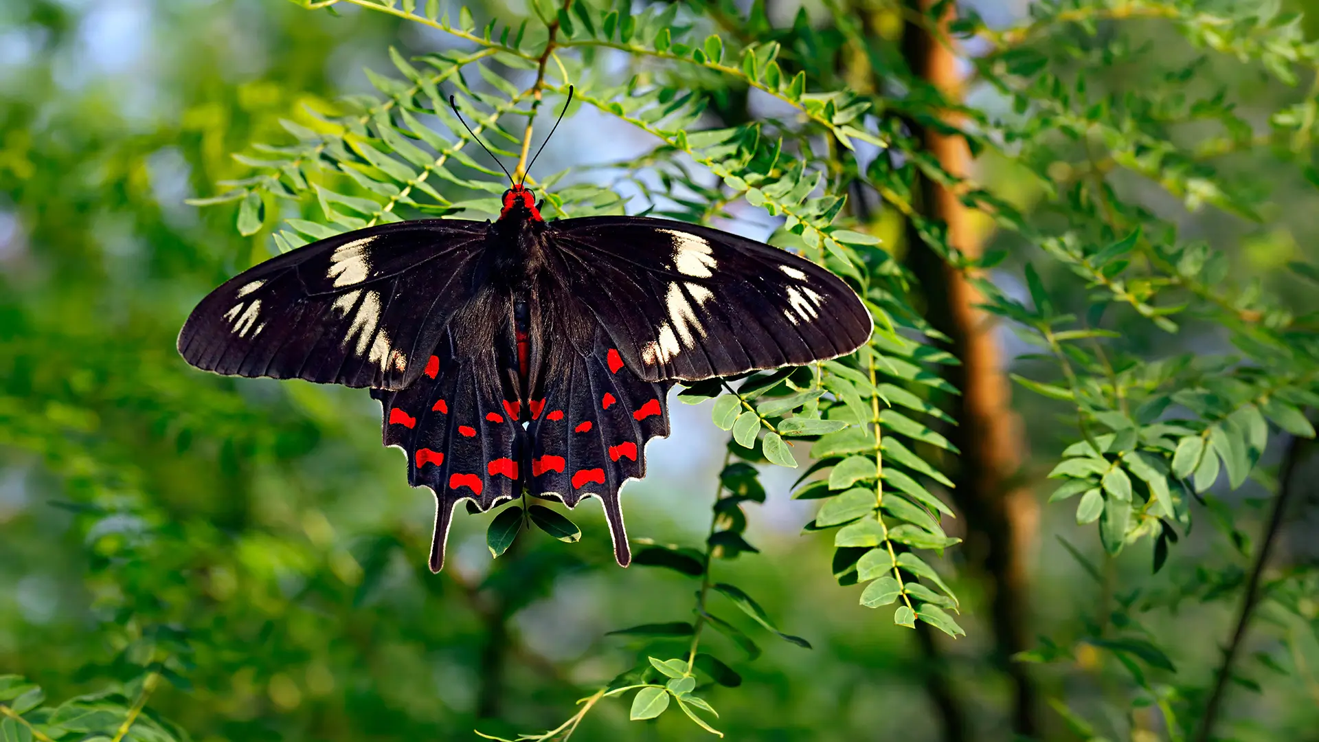 Common Rose