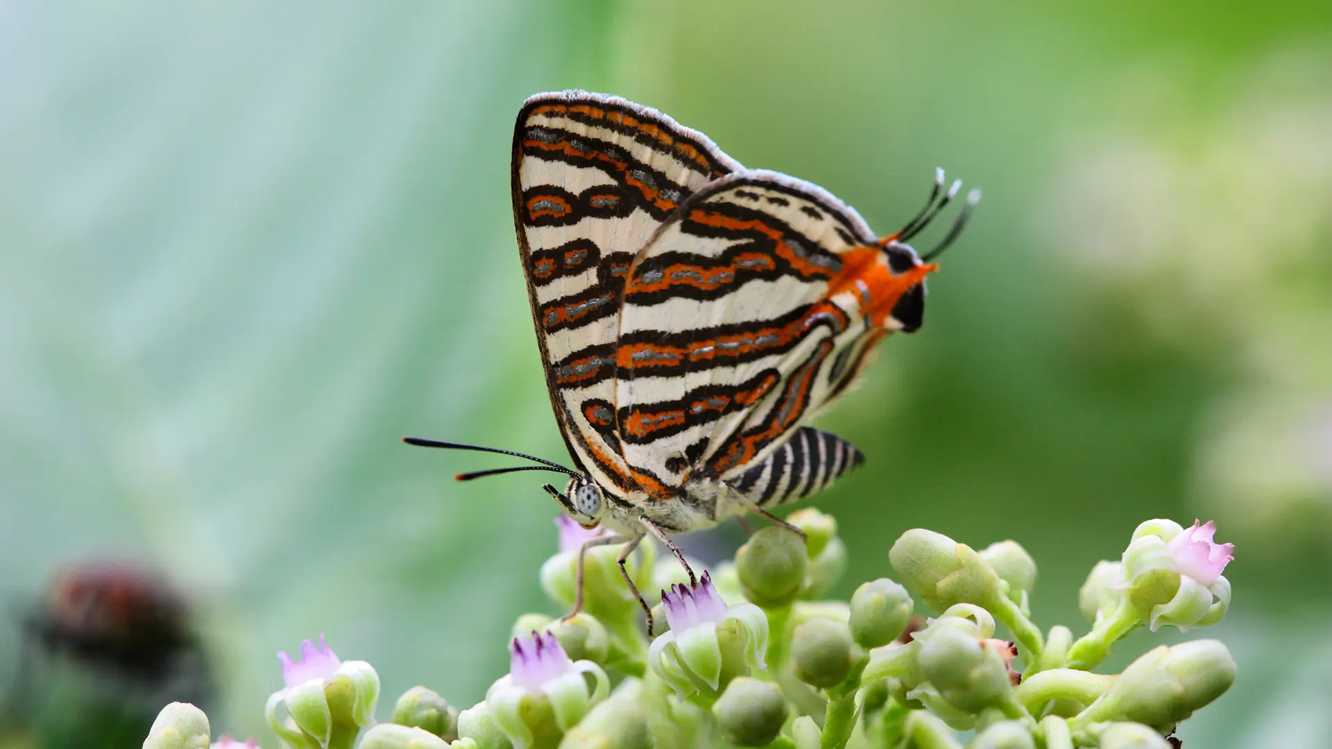 Common Silverline