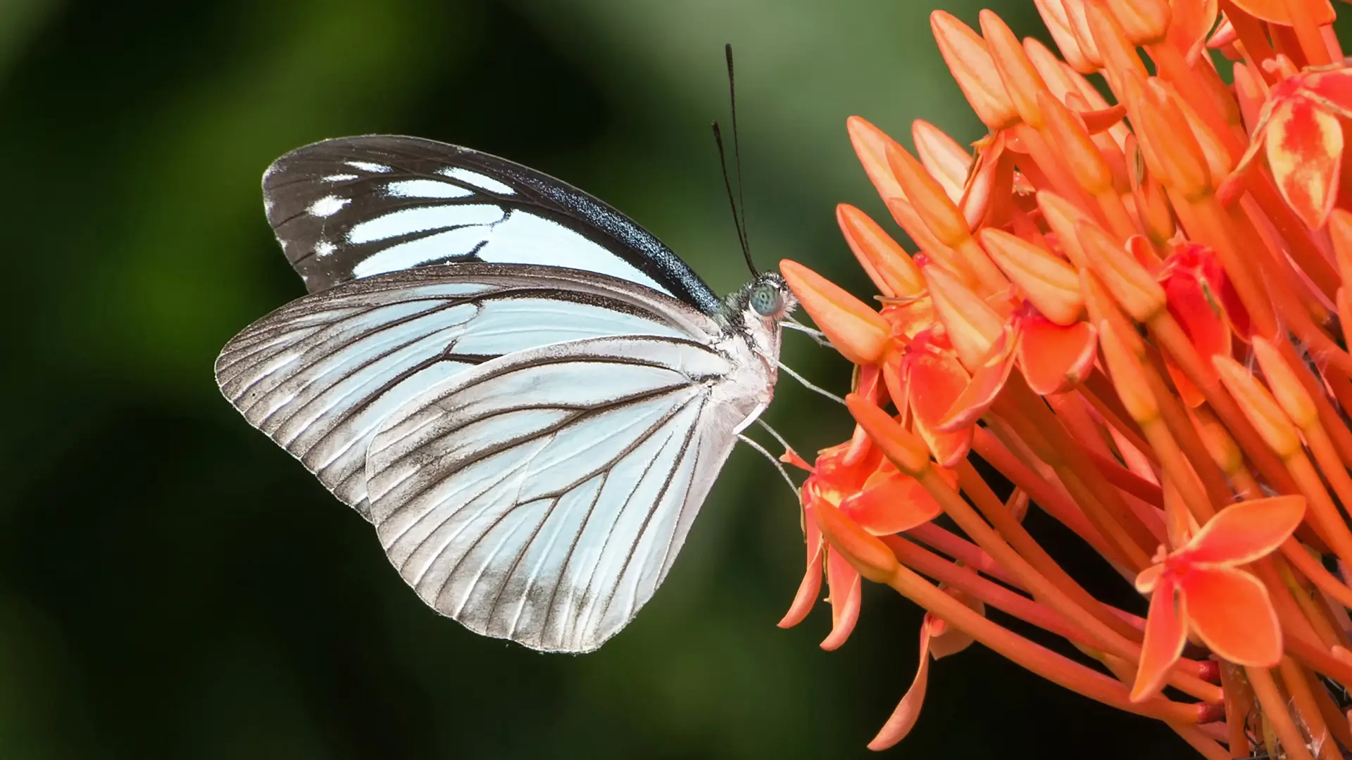 Common Wanderer