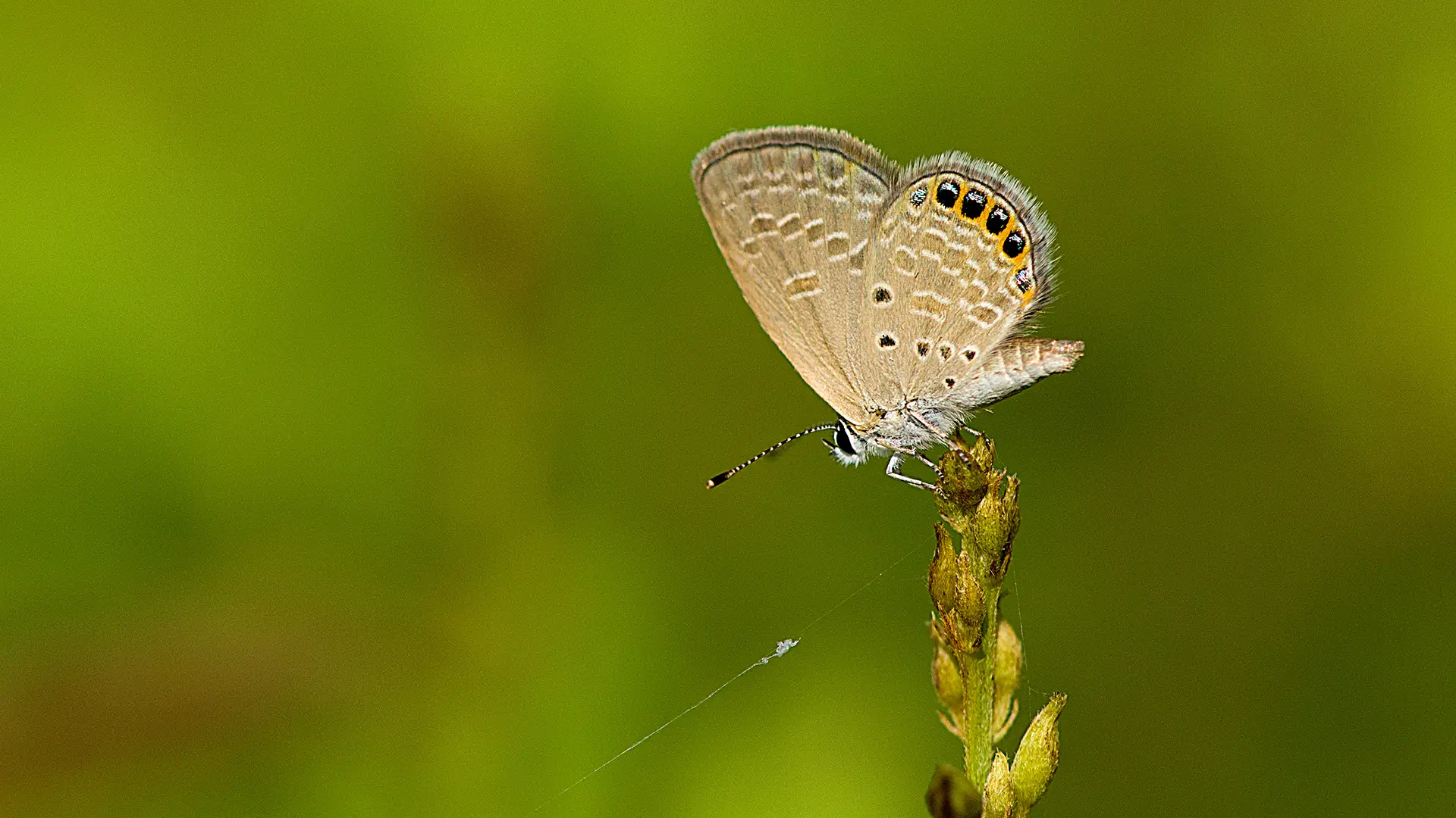 Eastern Grass Jewel
