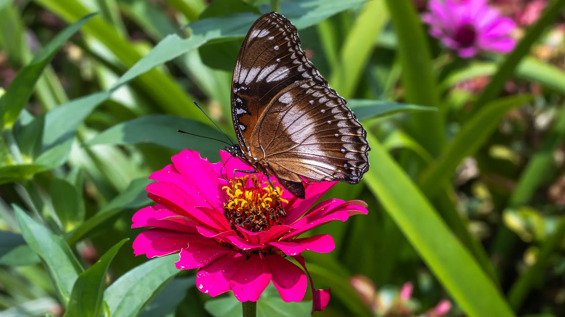 Great Eggfly