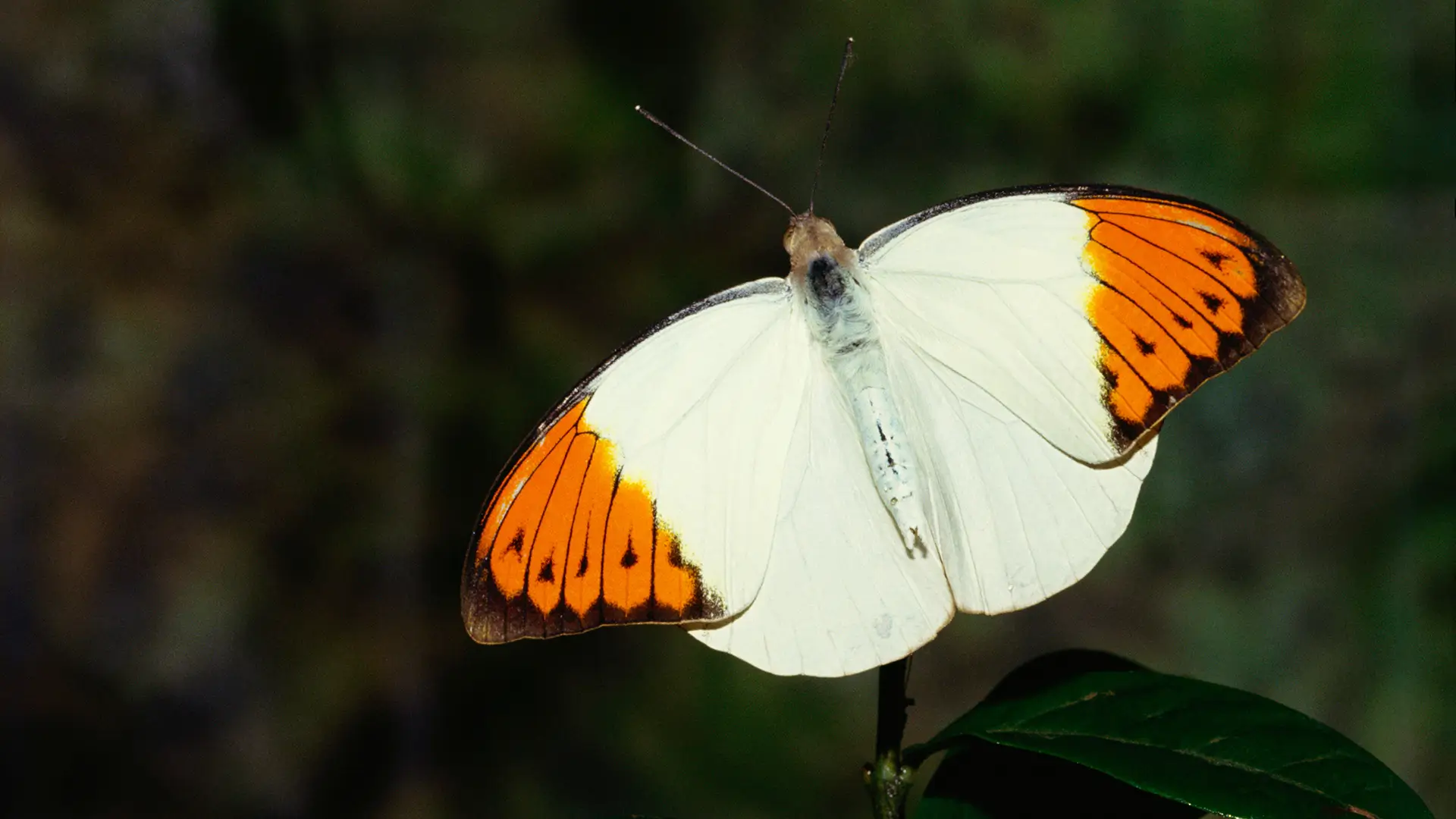 Great Orange Tip