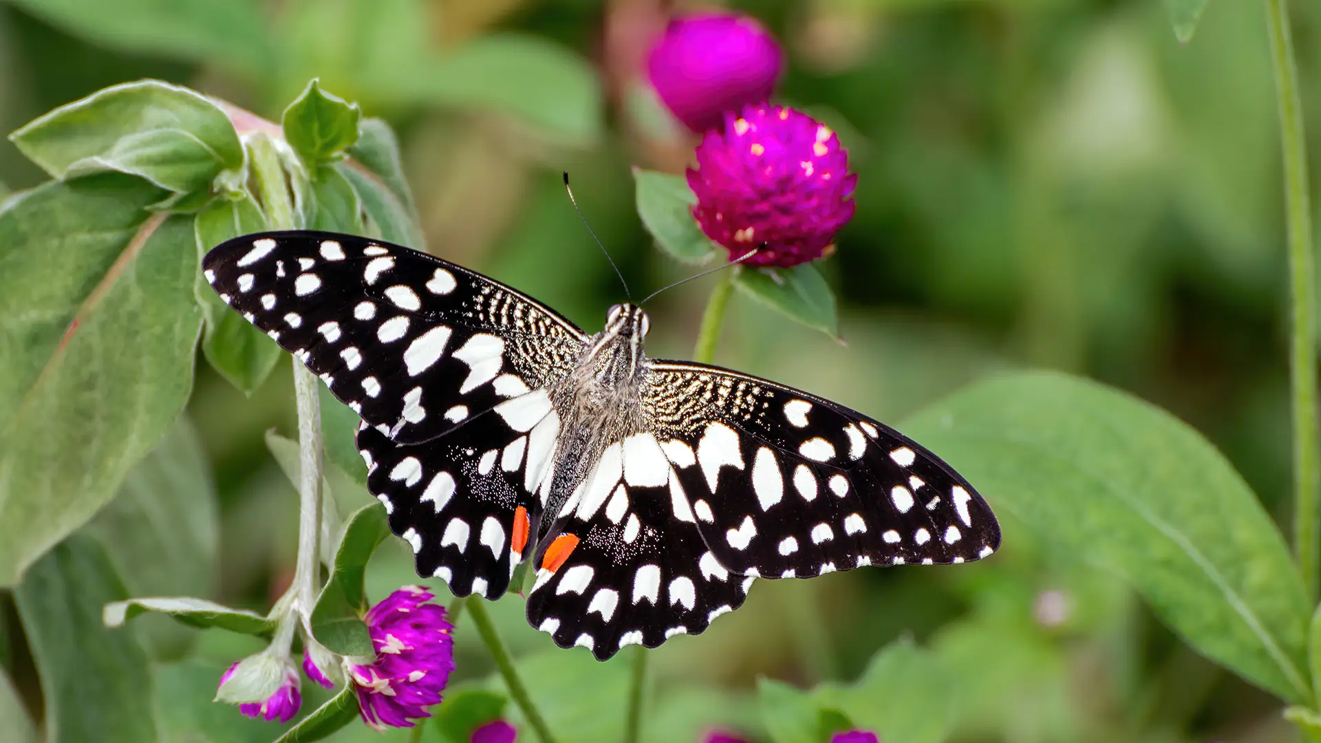 Lime Butterfly