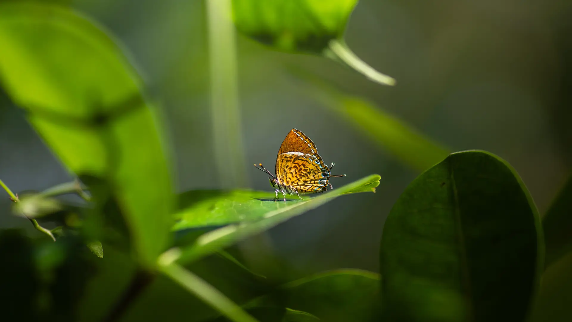 Monkey puzzle