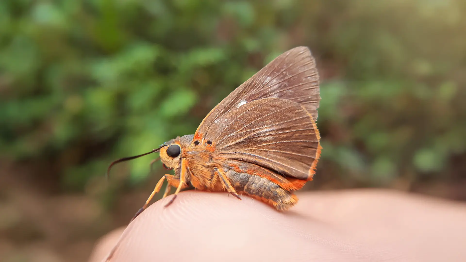 Orange Awlet