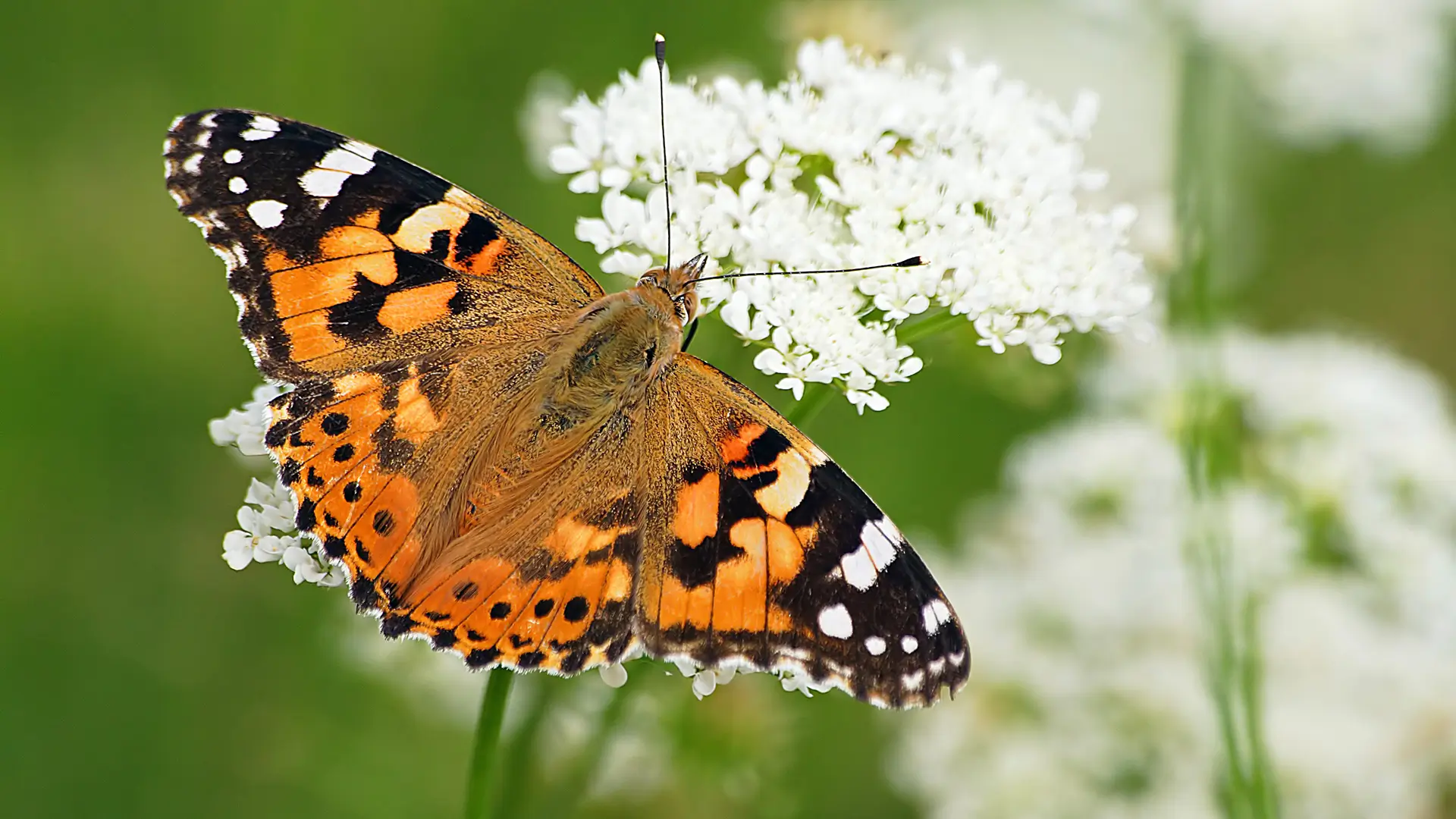 Painted lady