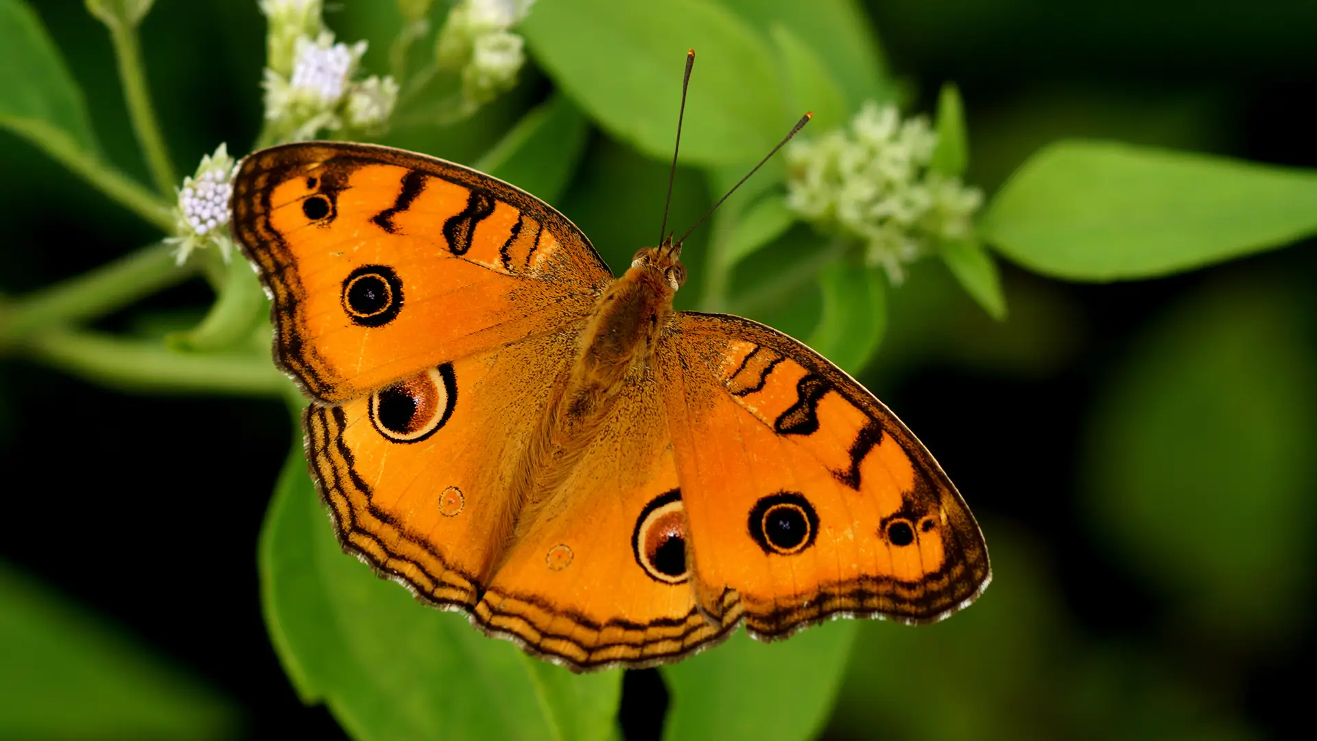 Peacock Pansy