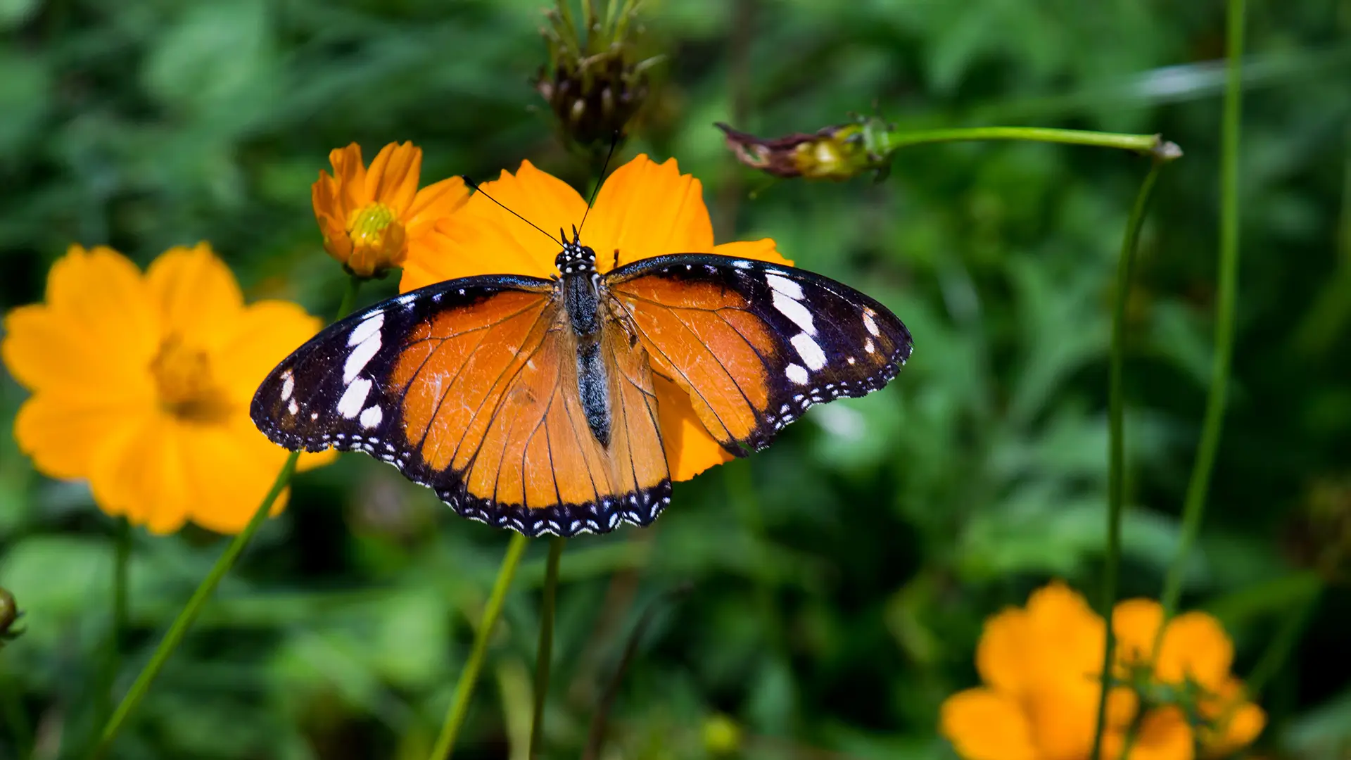 Plain Tiger