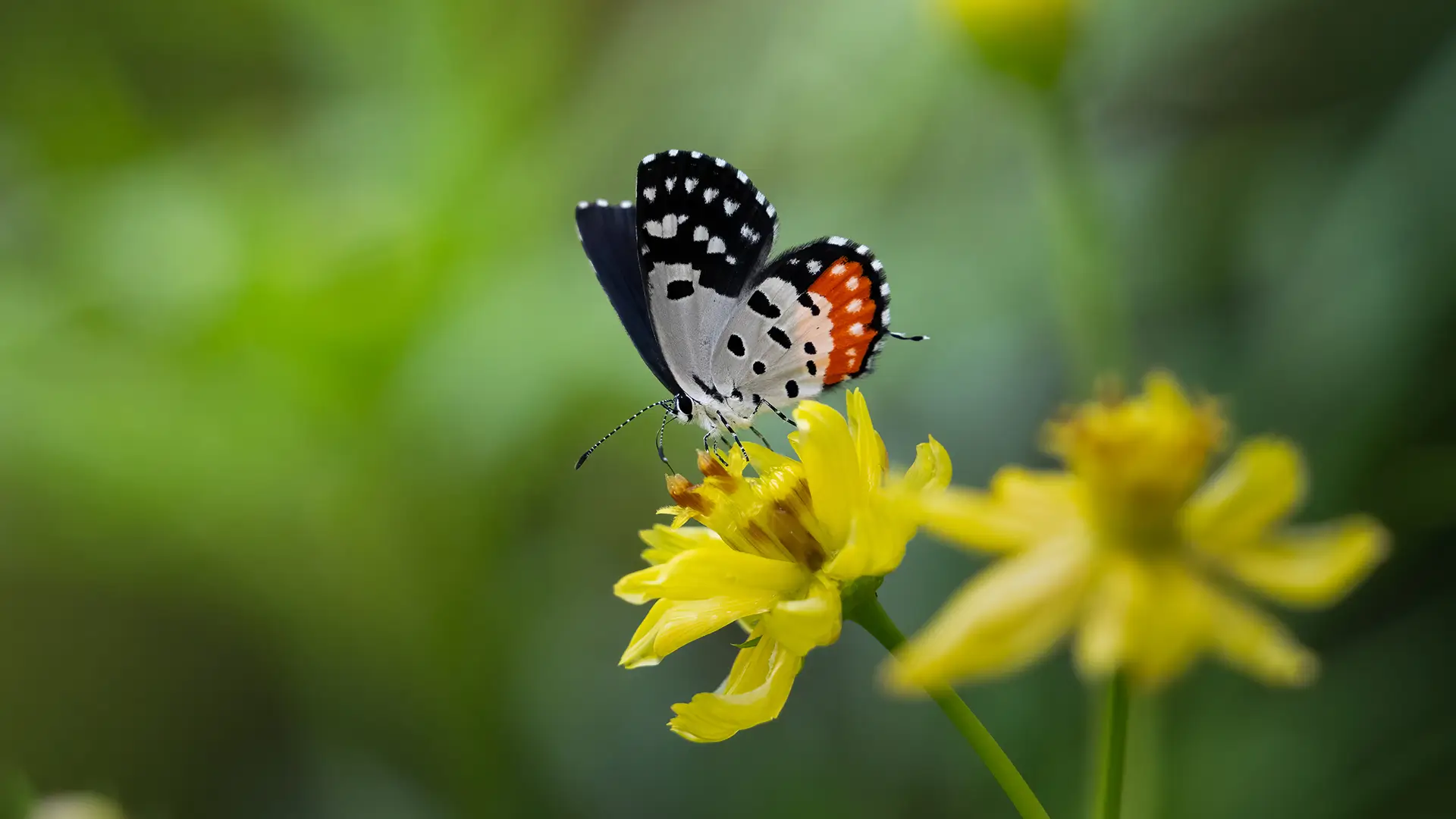 Red Pierrot