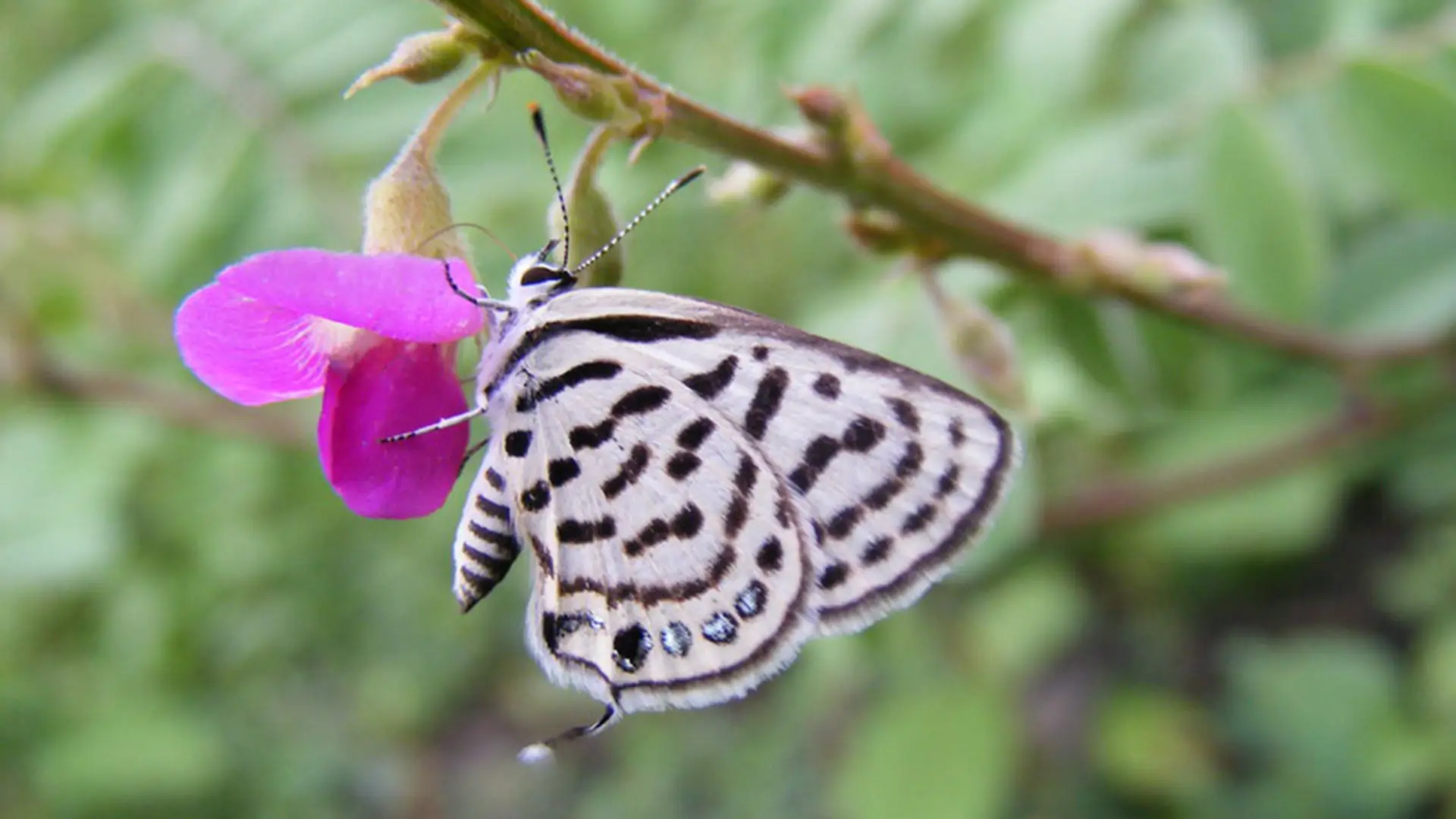 Rounded Pierrot