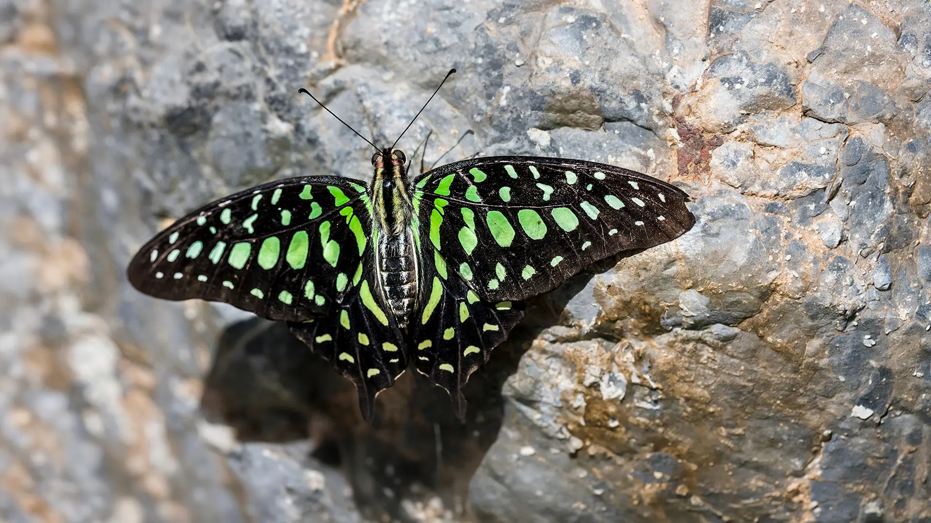 Tailed Jay