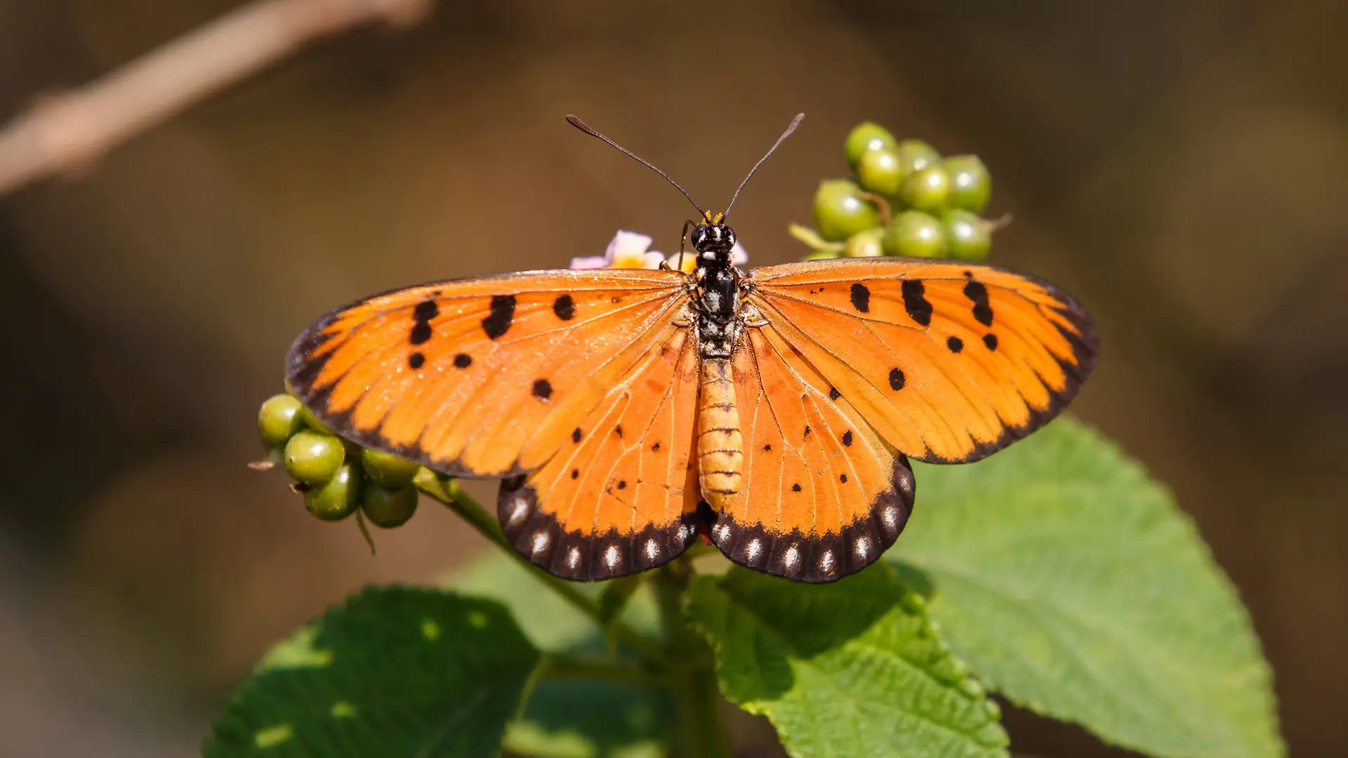 Tawny Coster