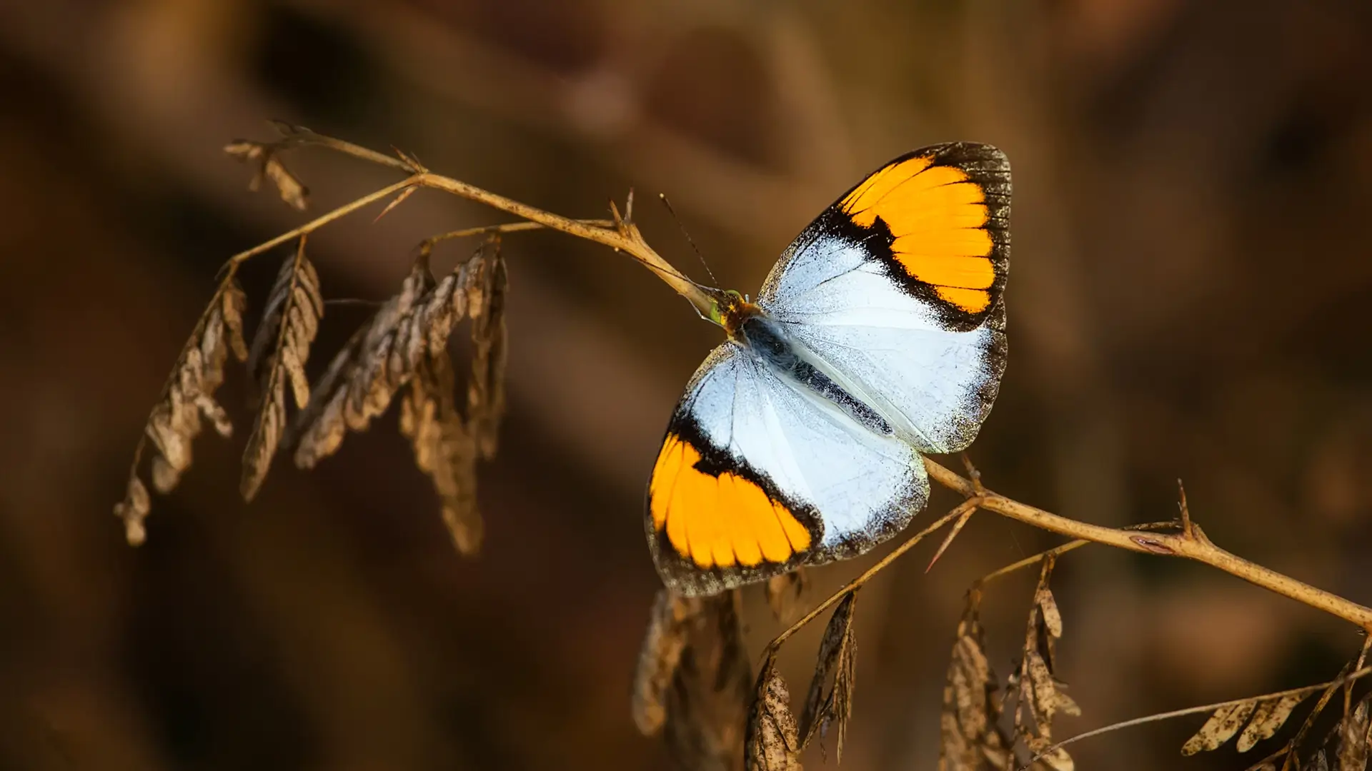 White Orange Tip