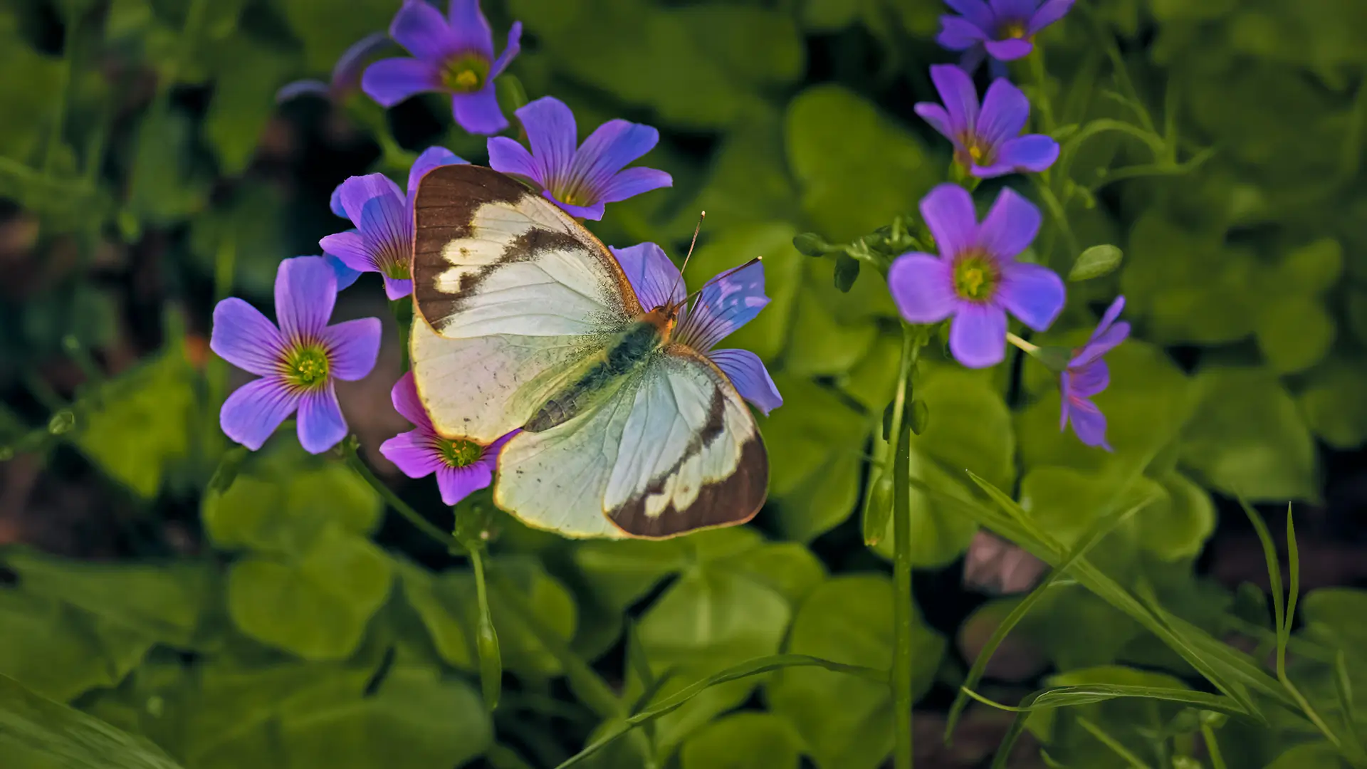 Yellow Orange Tip