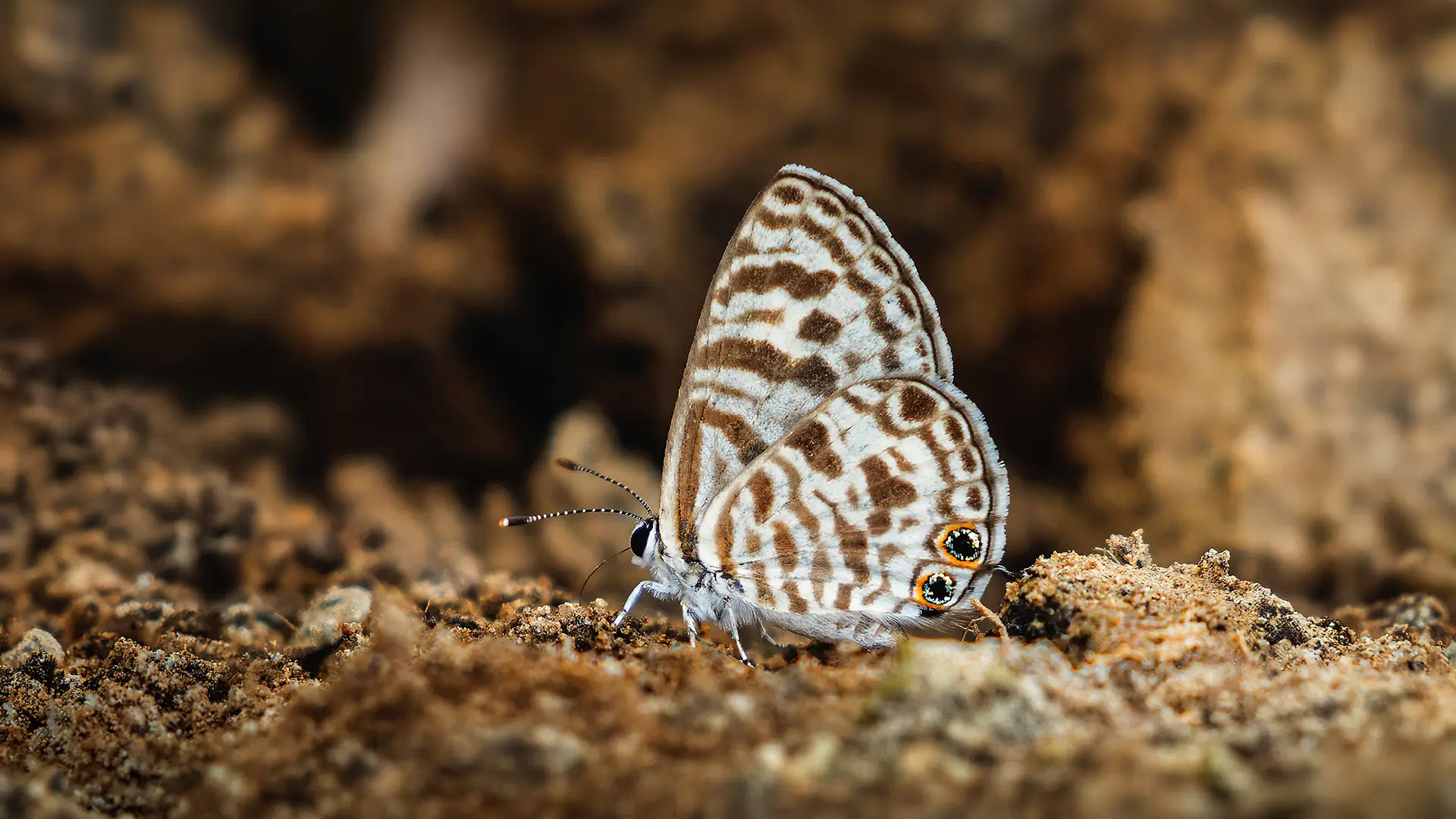 Zebra Blue