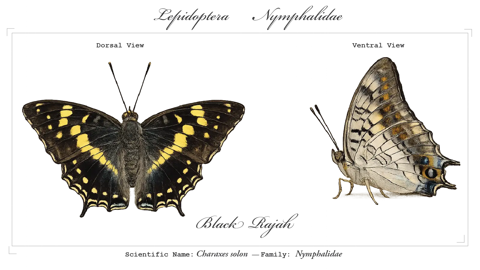 Black Rajah wing detail