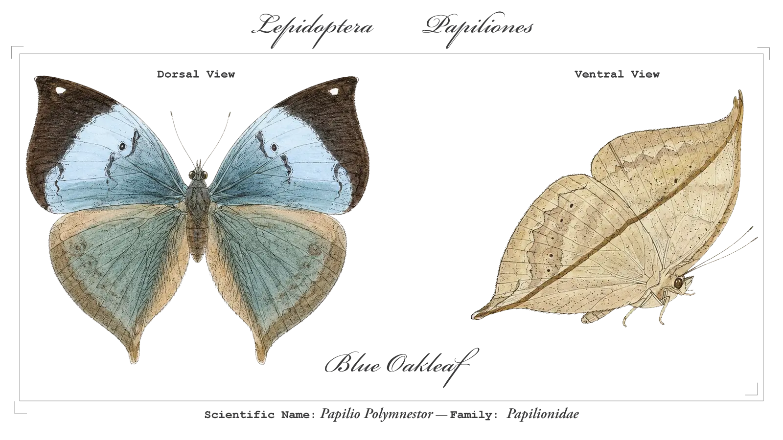 Blue Oakleaf wing detail