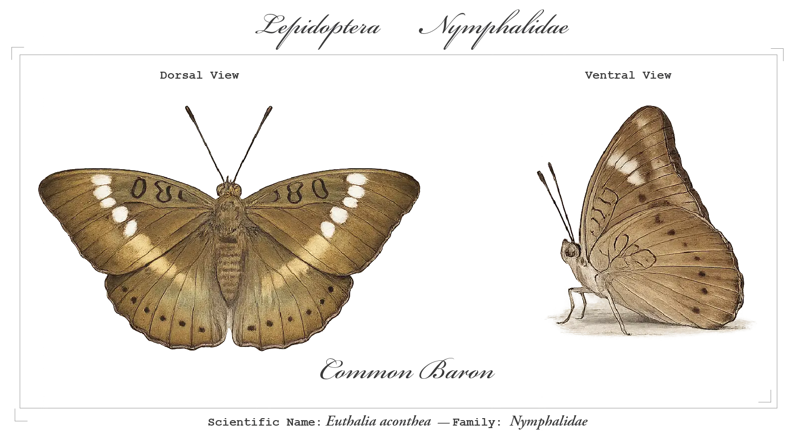 Common Baron wing detail