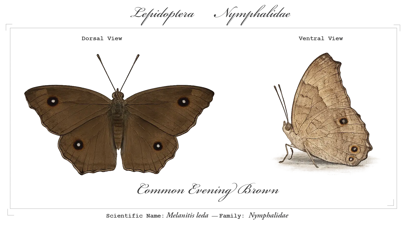 Common Evening Brown wing detail