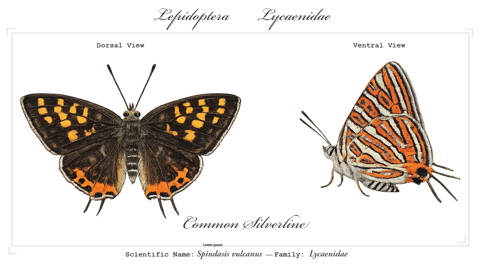 Common Silverline wing detail