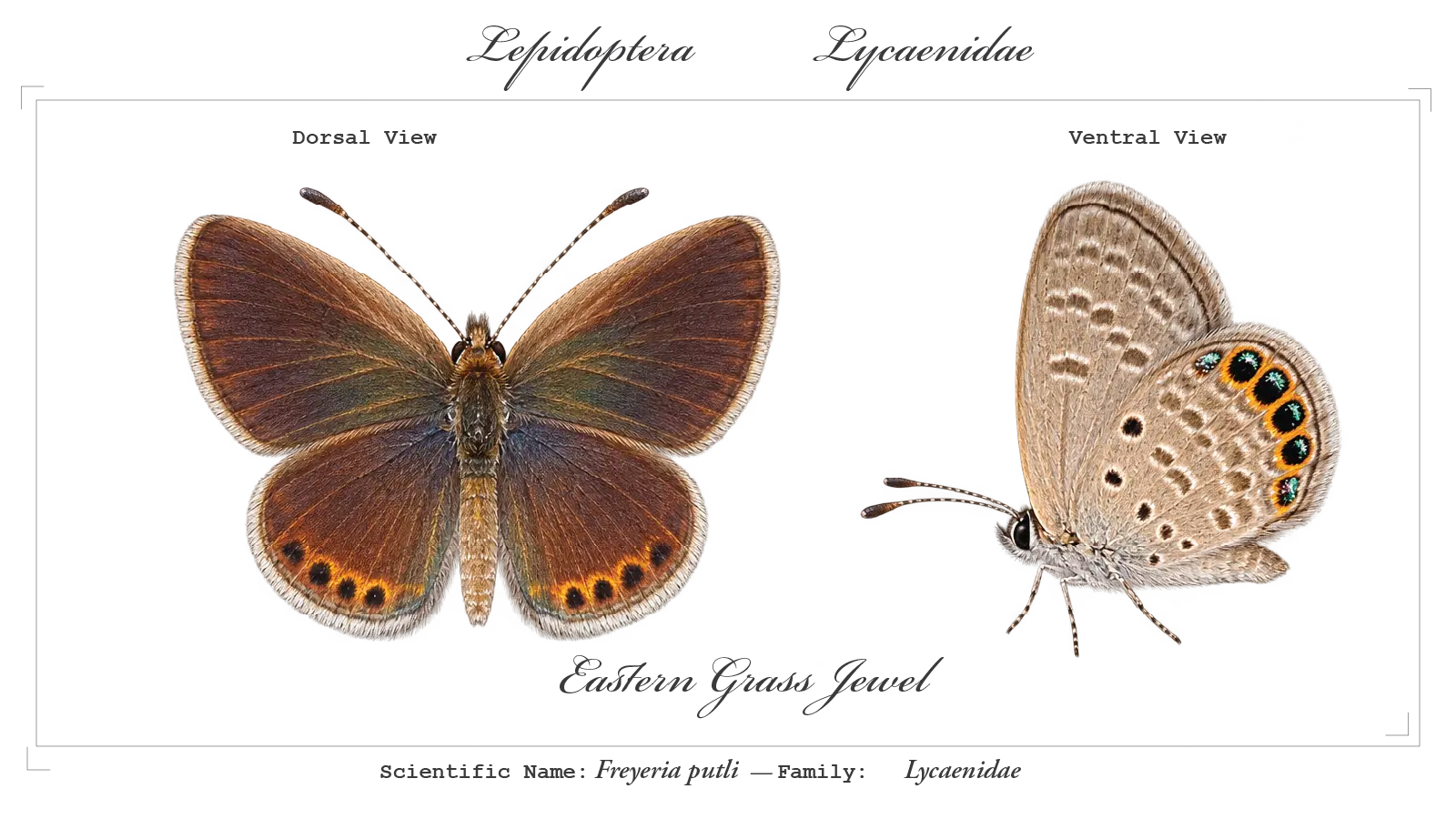 Eastern Grass Jewel wing detail