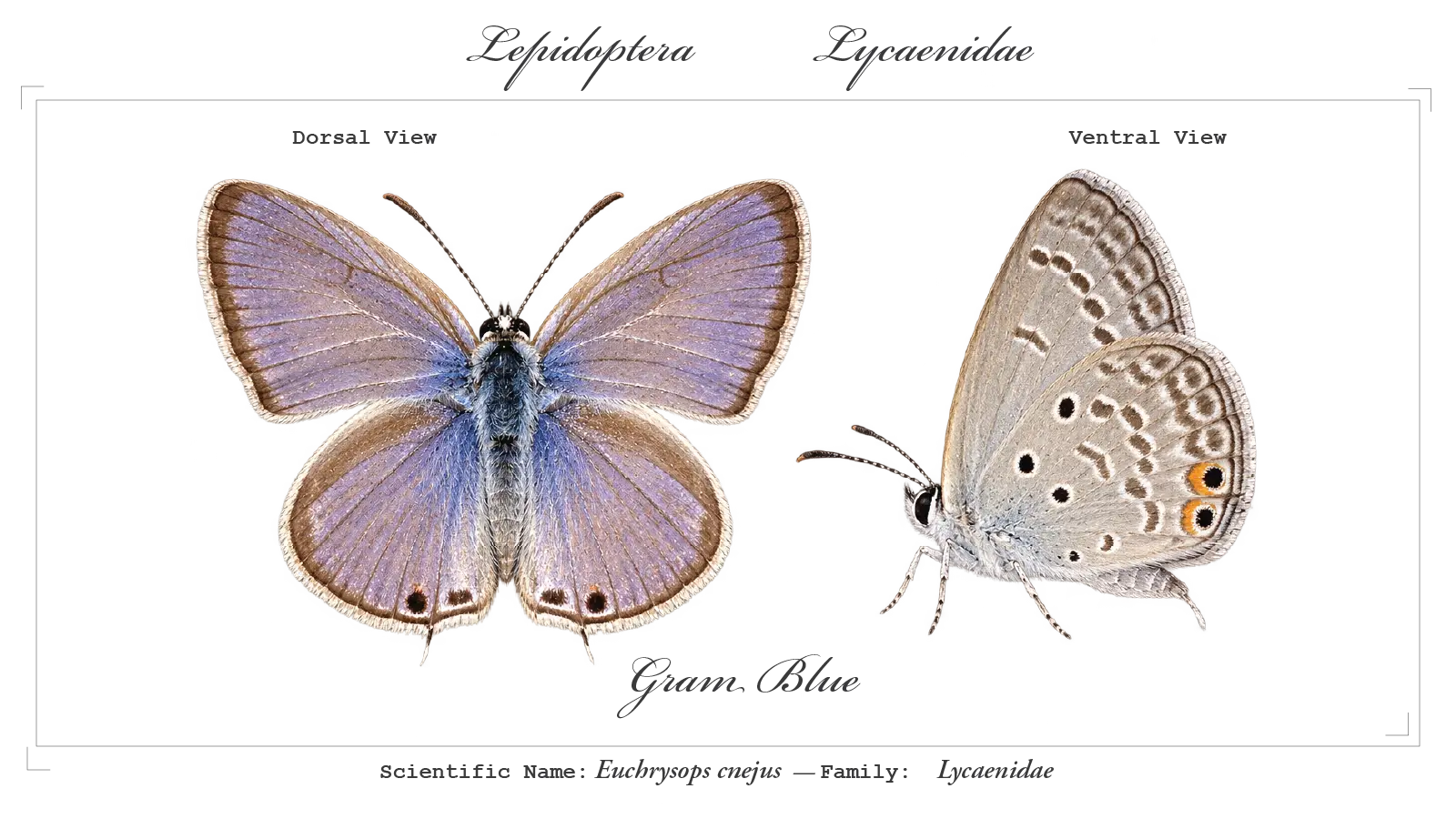 Gram Blue wing detail